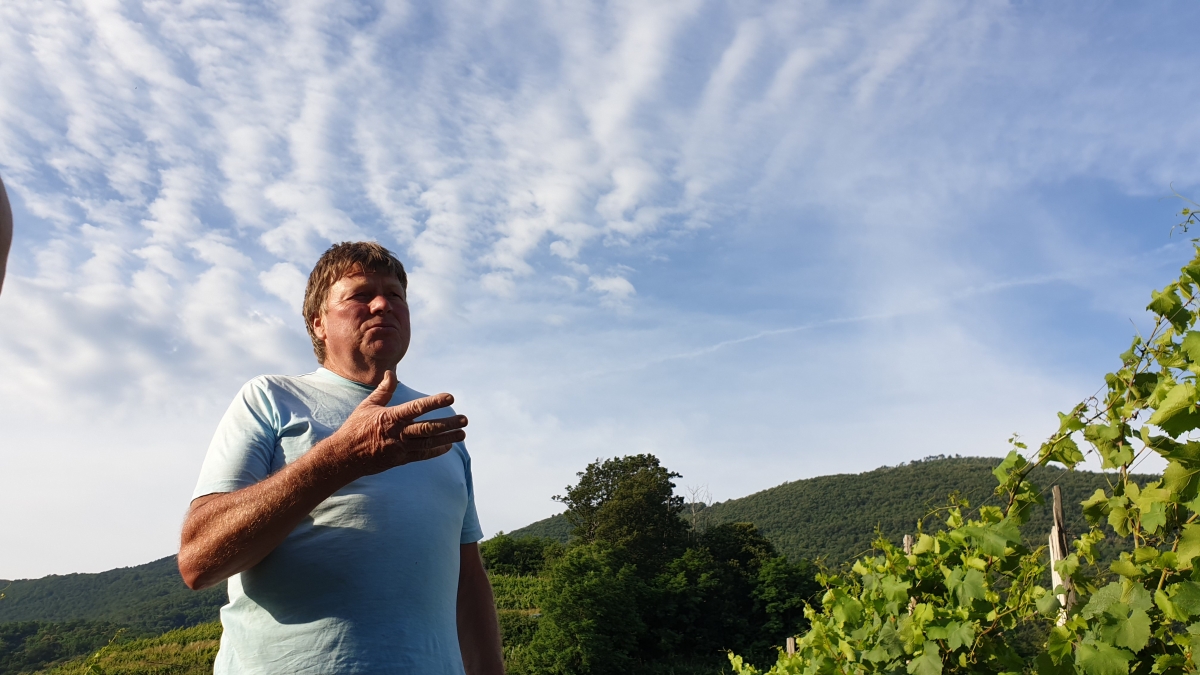 Franc Vodopicec in de wijngaard