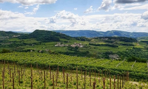 Valpolicella wijngaarden