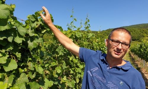 Georg Schneider in de wijngaard