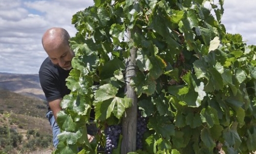 Antonio Lopes Ribeiro in Douro