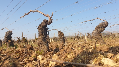 In Bourgogne, Chablis en Champagne